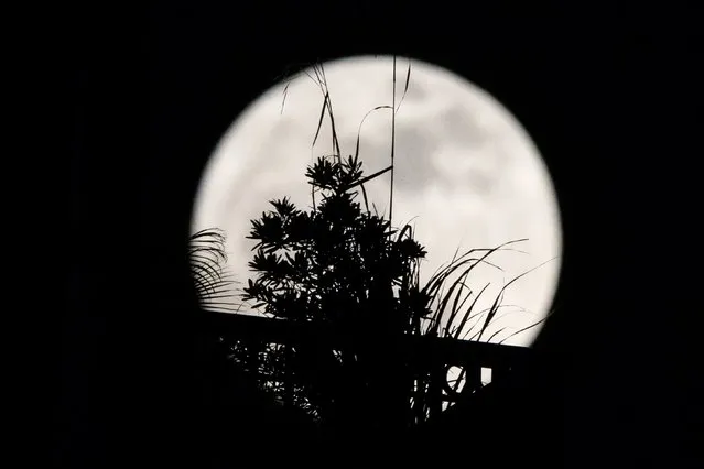 A “supermoon” is seen behind plants on a balcony of a residential block in Hong Kong on December 3, 2017. The lunar phenomenon occurs when a full moon is at its closest point to earth. (Photo by Anthony Wallace/AFP Photo)