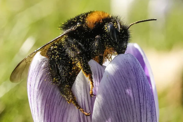 A bumblebee is covered in pollen on a crocus in the cold sun on the meteorological first day of spring in Gelsenkirchen, Germany, Wednesday, March 1, 2023. Weather forecast predicts cold temperatures and snow for the weekend in Germany. (Photo by Martin Meissnerl/AP Photo)