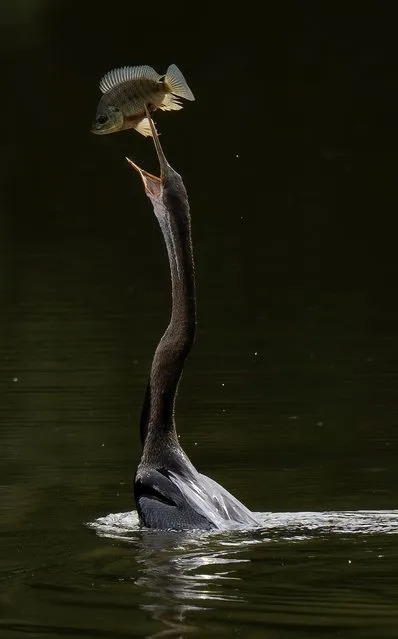 An Oriental Darter (Anhinga melanogaster) tosses up its catch of a small fish at a lake outside Putrajaya, Malaysia, on Sunday, November 29, 2020. (Photo by Vincent Thian/AP Photo)