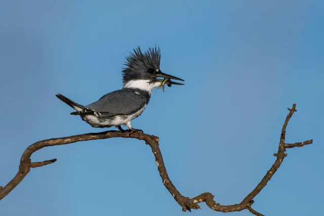 A male belted kingfisher holds a fish in its beak as it sits on a branch in Ventura, California in November 2020. (Photo by Jon Osumi/Alamy Live News)