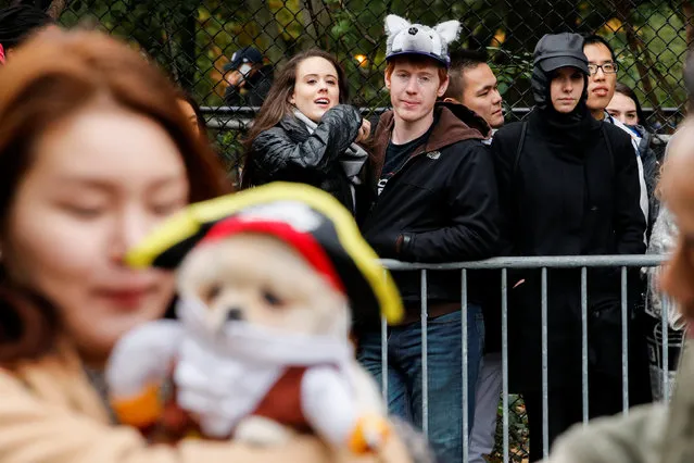 People look at the annual halloween dog parade at Manhattan's Tompkins Square Park in New York, U.S. October 22, 2016. (Photo by Eduardo Munoz/Reuters)