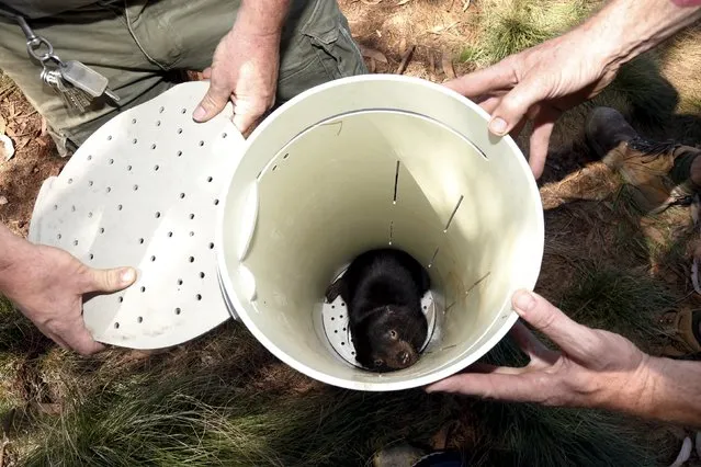 A Tasmanian Devil is inspected in its trap as its prepared for the first shipment of healthy and genetically diverse devils to the island state of Tasmania, at the Devil Ark sanctuary in Barrington Tops on Australia's mainland, November 17, 2015. (Photo by Jason Reed/Reuters)