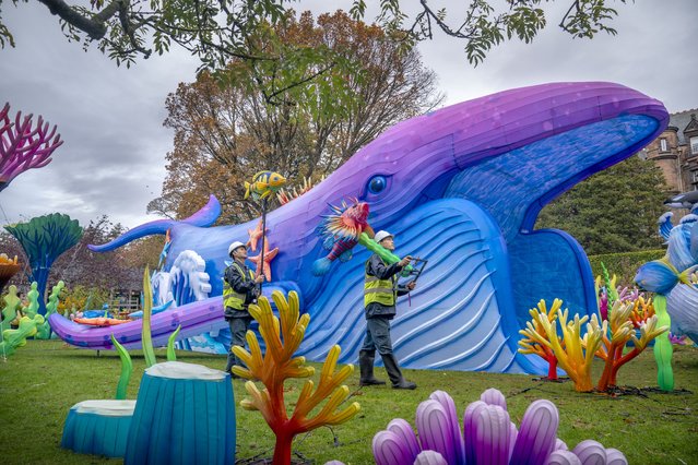 Giant lanterns are installed at Edinburgh Zoo for the return of Royal Zoological Society of Scotland's (RZSS) trail featuring over 600 aquatic themed gigantic lanterns created by a team of 20 lantern specialists from Zigong Lanterns in China on Tuesday, October 21, 2025, which will run from November 14. (Photo by Jane Barlow/PA Images via Getty Images)