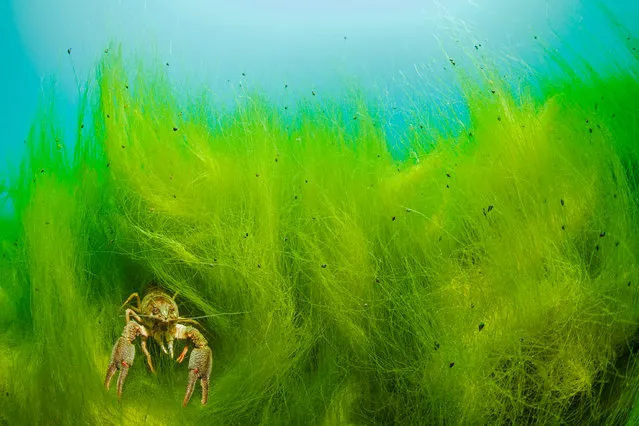 Runner-up underwater world: Intruder by Wahrmut sobainsky (Germany). ‘The American crayfish, an invasive species in our country, was introduced from North America to central Europe around 1890. It not only drives out the local crayfish species in frightening measures, but also passes on the crayfish plague to which it is immune. This predominantly nocturnal species is mostly found sitting on visually unattractive sand or mud. (Photo by Wahrmut Sobainsky/GDT European Wildlife Photographer of the Year 2015)