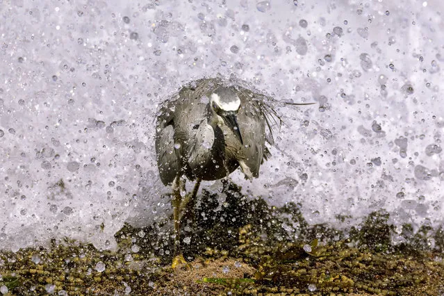 A White-faced Heron is caught by a wave at Coledale Beach on April 20, 2023 in Wollongong, Australia. The Illawarra is home to over 350 species of birds. Due to the range of rich natural environments of golden beaches, rainforests, wet eucalypt forests, open eucalypt woodlands, heathlands, wetlands, marine habitats and National Parks – the Illawarra is is home to some of the best bird watching experiences. (Photo by Mark Evans/Getty Images)
