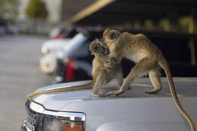 Vervet monkeys Higgins, left, and Andor fight playfully atop a car in the Park 'N Fly parking lot which lies adjacent to the swampy mangrove preserve where the monkey colony lives, Tuesday, March 1, 2022, in Dania Beach, Fla. For 70 years, a group of non-native monkeys has made their home next to a South Florida airport runway, delighting visitors and becoming local celebrities. (Photo by Rebecca Blackwell/AP Photo)
