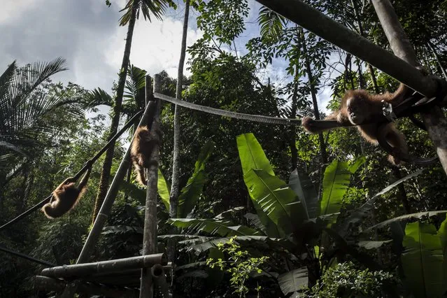 Baby Sumatran orangutans play in a playgound as they train at Sumatran Orangutan Conservation Program's rehabilitation center, November 12, 2016, in Kuta Mbelin, Indonesia. (Photo by Ulet Ifansasti/Getty Images)
