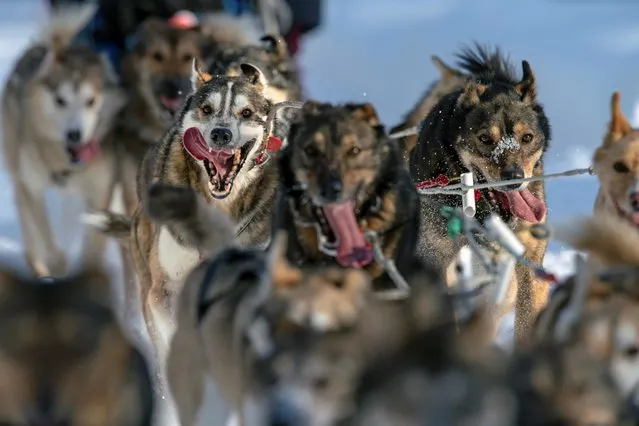 Susannah Tuminelli's team runs at the beginning of the Iditarod dog sled race, which is being held in a closed loop through the wilderness due to the coronavirus disease (COVID-19) pandemic, in Willow, Alaska, U.S., March 7, 2021. Forty-six mushers and their teams of huskies dashed off into the Alaska wilderness on Sunday in a socially distanced start to the annual Iditarod Trail Sled Dog Race, embarking on a course drastically altered by the coronavirus pandemic. (Photo by Nathaniel Wilder/Reuters)