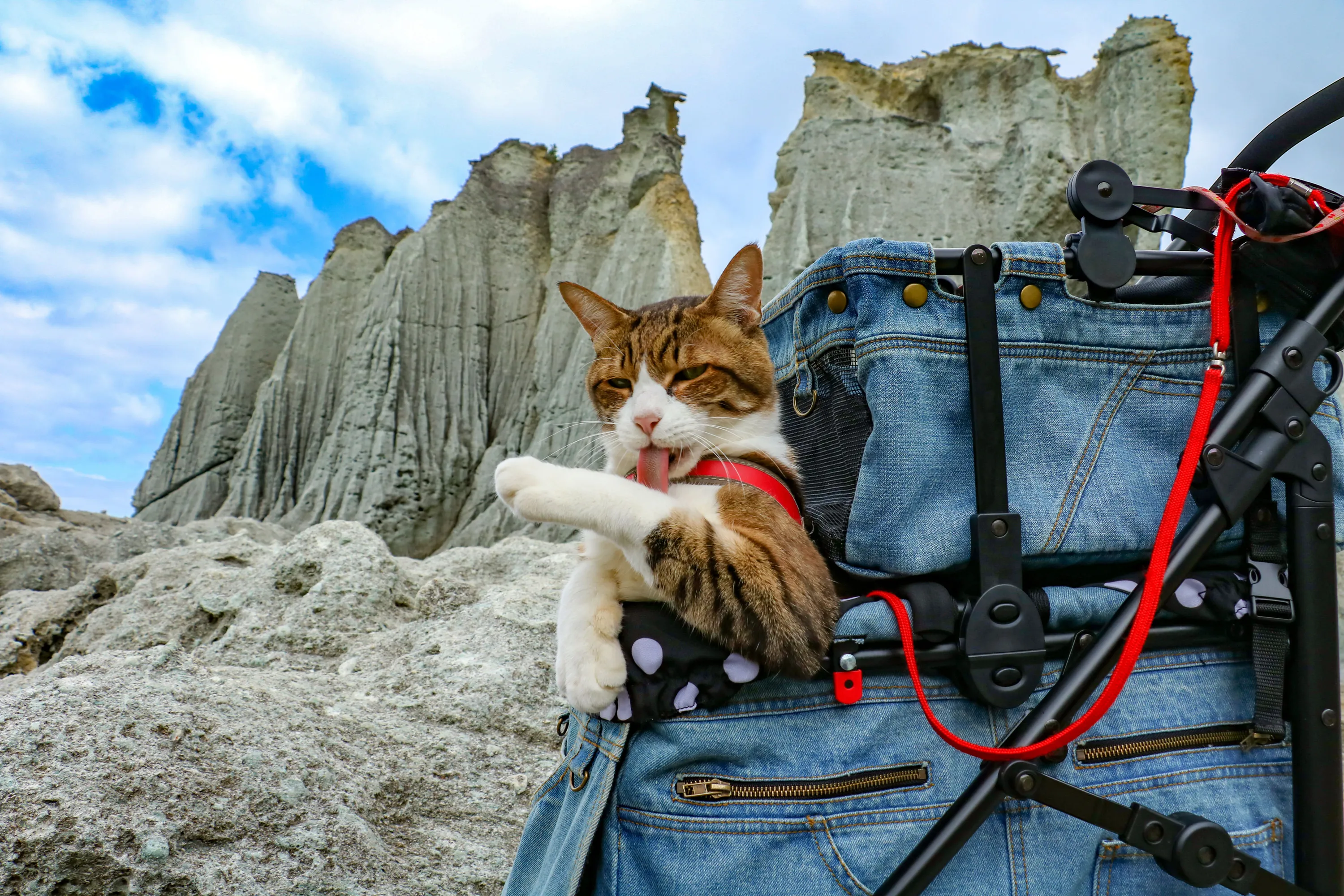 Видео лучшее путешествие. Кот путешественник. Коты путешественники. Путешествие с кошкой. Кот путешествует.