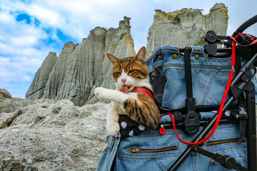 The Travelling Cats