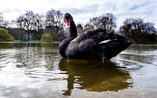 A black swan seen in St James's Park in London, United Kingdom on Sunday March 21, 2021. (Photo by Ian West/PA Images via Getty Images)