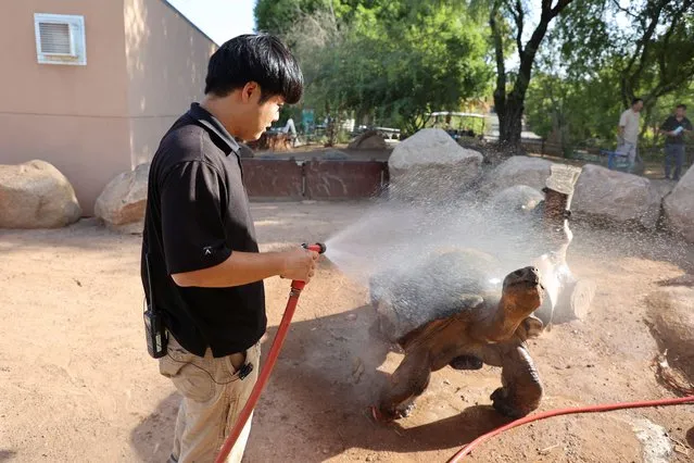 Zookeeper Shinji Otsuru gives Elvis, the Galapagos giant tortoise, a shower at the Phoenix Zoo, as Arizona, U.S. battles through a relentless heat wave, with temperatures soaring above 110 degrees Fahrenheit, 43C, for 22 consecutive days, July 21, 2023. (Photo by Liliana Salgado/Reuters)