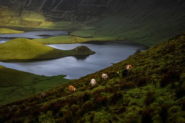 Cows graze in the Caldeirao crater on the Azores archipielago's island of Corvo on March 12, 2021. (Photo by Patricia De Melo Moreira/AFP Photo)