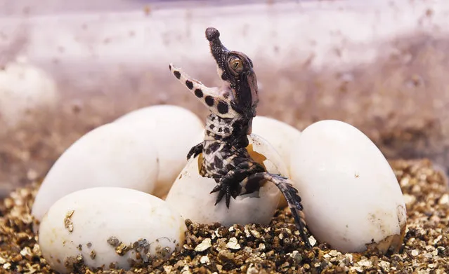 A West African dwarf crocodile hatches from its egg on August 27, 2018, at the Planet Exotica zoological and botanical garden in Royan, southwestern France. 20 West African dwarf crocodiles were born at the parc. (Photo by Mehdi Fedouach/AFP Photo)