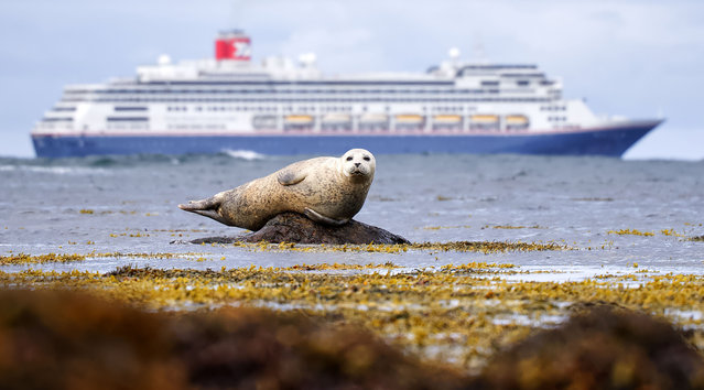 A seal infront of a passing cruise ship on the shore between Sandhaven village and Fraserburgh in Scotland in August 2023. (Photo by Mark Grant/Caters News Agency)