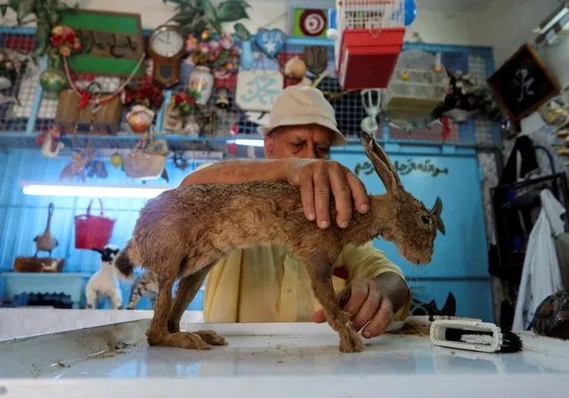 Tunisian taxidermist, Abdessalem Trabelsi, works on a stuffed rabbit inside his workshop in Rades, Tunisia on August 24, 2023. (Photo by Jihed Abidellaoui/Reuters)