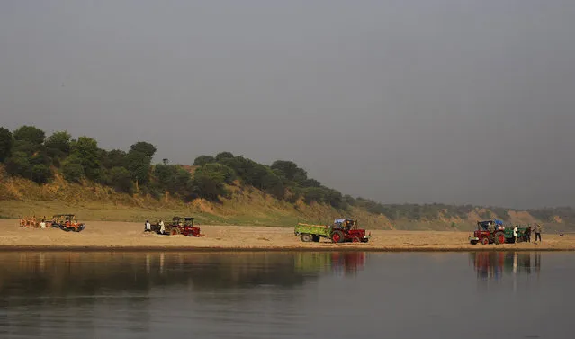 In this photo taken Tuesday, April 29, 2014, laborers load sand onto tractor trolleys on the banks of the Chambal River near Bhopepura village in the northern Indian state of Uttar Pradesh. The most immediate worry to this narrow 250-mile stretch of the Chambal sanctuary is illegal sand mining, which can strip away thousands of tons of riverbank on a single day, causing immense amounts of silt to spill into the river, upsetting its delicate ecology. (Photo by Altaf Qadri/AP Photo)