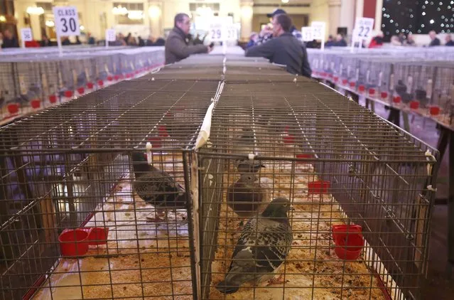 Visitors view pigeons on show during the British Homing World show of the year at Blackpool's Winter Gardens in Blackpool, north west England on January 17, 2016. (Photo by Andrew Yates/Reuters)
