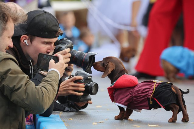 People take pictures of a dachshund during a dachshund parade festival in Saint Petersburg, Russia on September 16, 2023. (Photo by Anton Vaganov/Reuters)