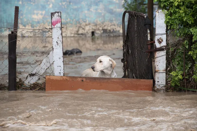 A dog stands behind a barrier as water from heavy flooding flows past in Sir Lowry's Village, close Somerset West on September 25, 2023. (Photo by Rodger Bosch/AFP Photo)