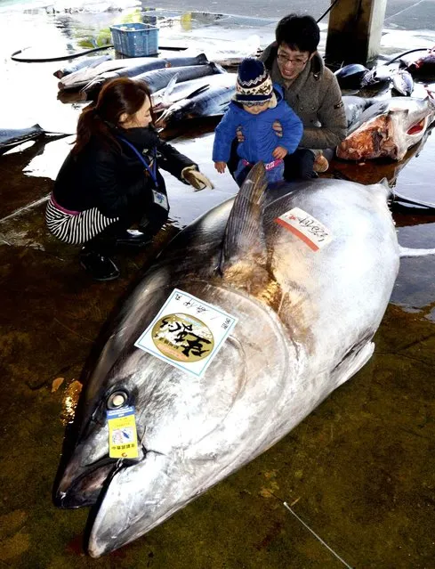 A 417-kilogram bluefin tuna, the largest since 1949, is landed at the Katsuura fishing port, Nachi-Katsuura, Wakayama Prefecture on January 24, 2016. The tuna was auctioned about 2 million yen and the serving size iof sashimi sliced raw tuna is approximately for 3,000 people. (Photo by The Yomiuri Shimbun via AP Images)
