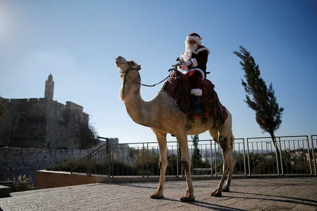 Israeli-Arab Issa Kassissieh wears a Santa Claus costume as he rides a camel during an annual Christmas tree distribution by the Jerusalem municipality, in Jerusalem's Old City December 20, 2016. (Photo by Amir Cohen/Reuters)