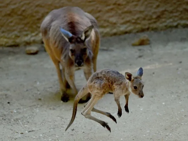 A mother Kangaroo and her newly emerged unnamed Joey in the Australia section of the Los Angeles Zoo, California on March 12, 2015. The kangaroo and koala joeys which are between 7-9 months old are finally emerging from their mothers pouches as spring weather arrives in the city. (Photo by Mark Ralston/AFP Photo)
