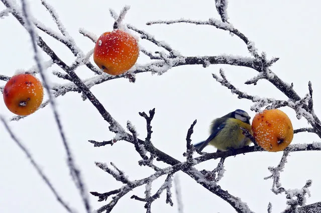 A blue tit bird sitting on a branch and pecking at a frost coated apple on an apple tree in Esselbach, Germany, 22 January 2016. (Photo by Karl-Josef Hildenbrand/EPA)