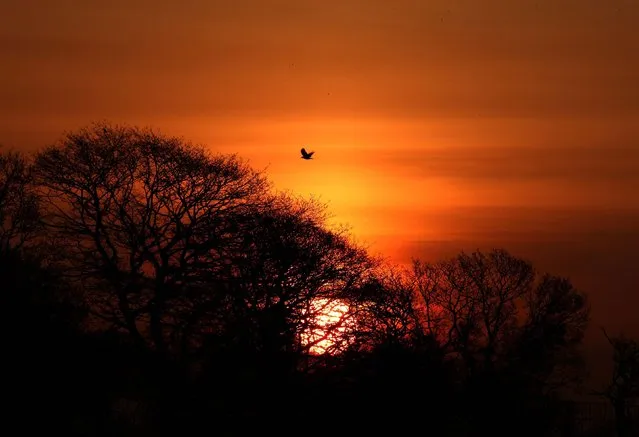 The sun rises over trees at Bannockburn, Scotland on March 19, 2015, as Britain was placed on a health alert because a potentially dangerous cloud of air pollution is blowing over the country. Experts said the smog could cause fatal asthma attacks and have warned the elderly and those with health problems to be cautious. (Photo by Andrew Milligan/PA Wire)