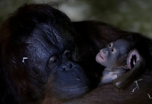 Nuninka, Bornean orangutan (Pongo pygmaeus), holds her newborn baby in its' enclosure at Usti nad Labem Zoo, Usti nad Labem, Czech Republic January 3, 2017. (Photo by David W. Cerny/Reuters)