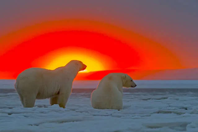 Polar Bears – In the sunset. (Photo by Sylvain Cordier/Caters News)