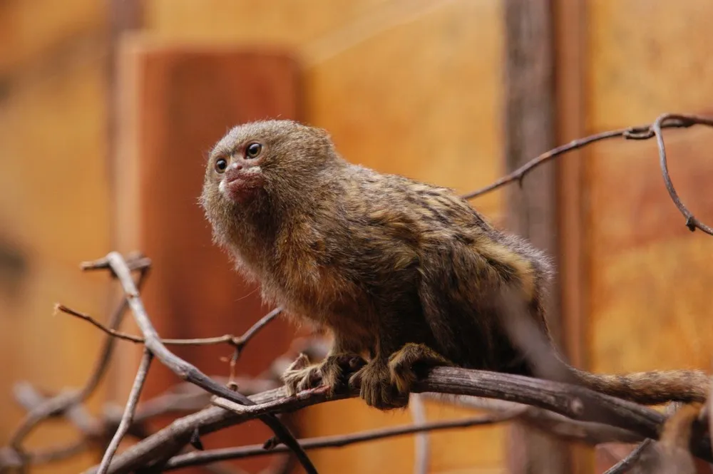 Pygmy Marmoset – the Smallest Monkey