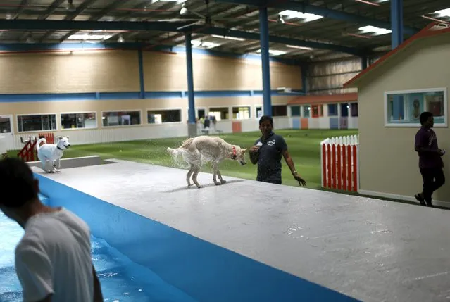 Dogs play at a swimming pool in My Second Home, a newly opened luxury pet resort and spa, in Dubai, April 24, 2015. (Photo by Ahmed Jadallah/Reuters)