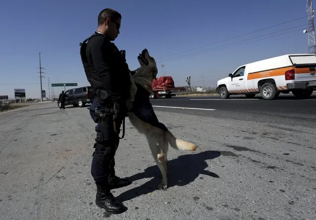 A police officer and his re-trained dog wait at a security checkpoint in Saltillo, Mexico March 4, 2016. (Photo by Daniel Becerril/Reuters)