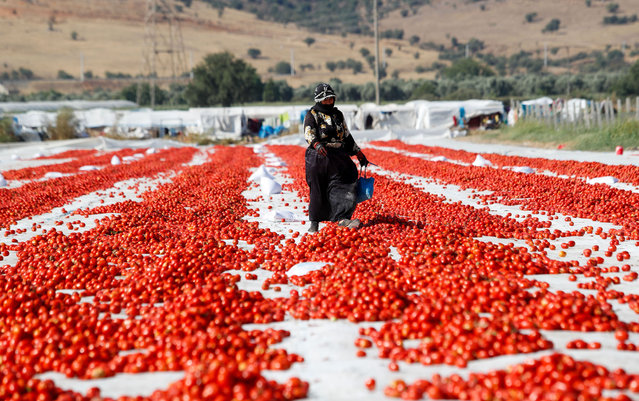 A view of a field where tomatoes left for drying in the sun as seasonal workers process tomatoes after a harvest in Torbali district of Izmir, Turkey on August 17, 2021. Tomatoes, collected by seasonal workers, are loaded onto trucks and tractors and transported to the processing fields, where massive white plastics are laid on the ground. Salted tomatoes are cut in half and left to dry in the sun. (Photo by Halil Fidan/Anadolu Agency via Getty Images)