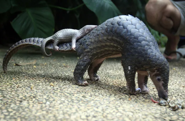 In this Thursday, June 19, 2014 file photo, a pangolin carries its baby at a Bali zoo in Bali, Indonesia. Their scales – made of keratin, the same material as in human finger nails – are in high demand for Chinese traditional medicine, to allegedly cure several ailments, although there is no scientific backing for these beliefs. (Photo by Firdia Lisnawati/AP Photo)
