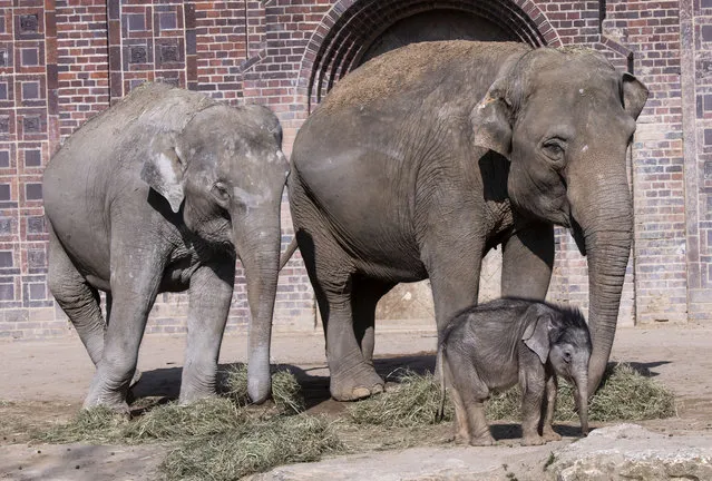 A baby elephant walks in the outdoor enclosure together with the elephant cows Rani, left, and Don Chung, right, during his first public trip in the Leipzig Zoo in Leipzig, Germany, Friday, March 22, 2019. The male baby was born on Jan. 25, 2019. (Photo by Jens Meyer/AP Photo)