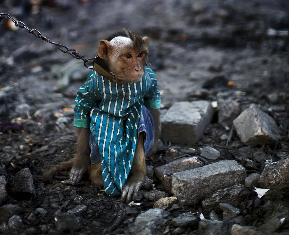 Monkey Business in Pakistan