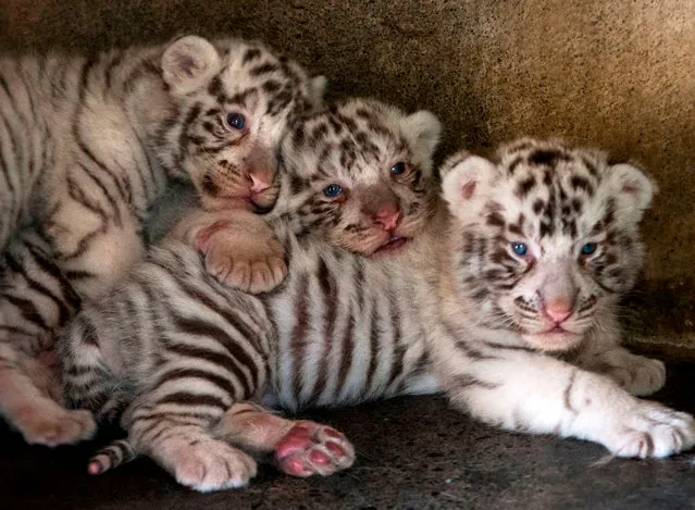 View of three white tiger cubs -born in captivity three weeks ago- at the zoo La Pastora, in Monterrey, Nuevo Leon, on April 24, 2019. (Photo by Julio Cesar Aguilar/AFP Photo)