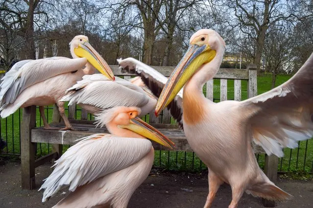 Pelicans take over a bench in St James’s Park on a mild day in London, UK on March 4, 2024. (Photo by Vuk Valcic/ZUMA Press Wire/Rex Features/Shutterstock)