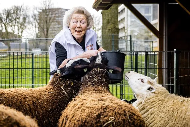 Princess Beatrix of the Netherlands volunteers in an urban farm during the twentieth edition of NLdoet, the largest volunteer campaign in the country, in Utrecht, the Netherlands, 15 March 2024. (Photo by Rob Engelaar/EPA/EFE)