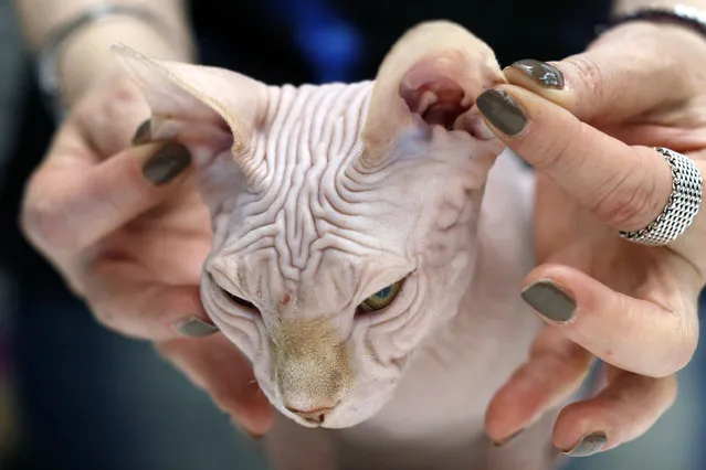 A Canadian Sphynx cat is evaluated during an international feline beauty show in Bucharest March 9, 2014. (Photo by Bogdan Cristel/Reuters)