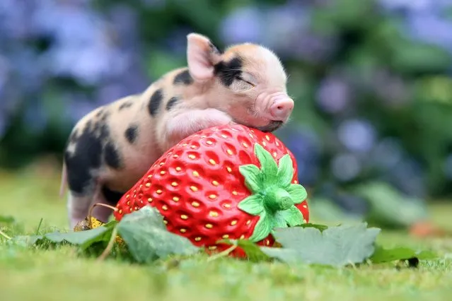 Micro Pig Photos. (Photo by Richard Austin)