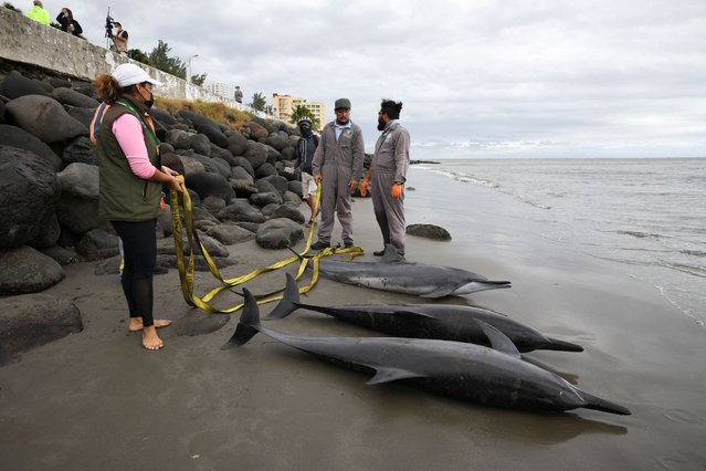 Government officials stand next to three dolphins that died stranded at a beach as biologists believe the cause was a cold front and a change of temperature that made them disoriented, according to local media, in Boca del Rio, Veracruz, Mexico on December 20, 2021. (Photo by Yahir Ceballos/Reuters)