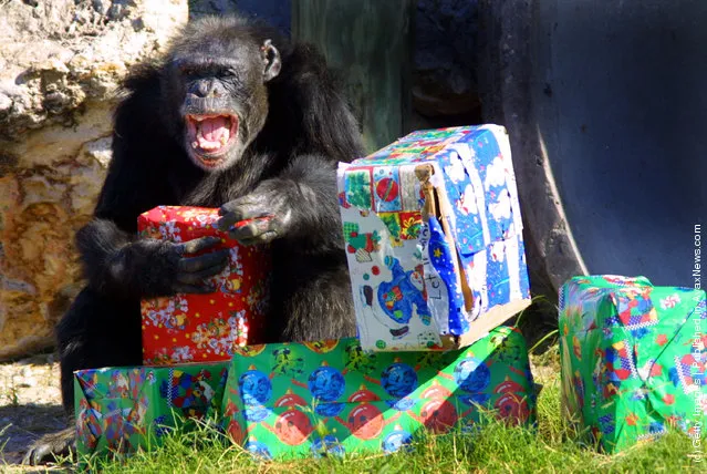 A chimpanzee unwraps a present that was delivered by Santa Claus