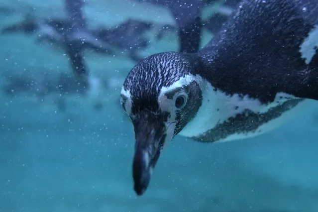 Humboldt penguins swim in the pool at London Zoo as the zoo does its annual stocktake in London, Tuesday, January 4, 2022. (Photo by Alastair Grant/AP Photo)