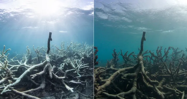 This combination of two photos taken in March and May 2016 released by The Ocean Agency/XL Catlin Seaview Survey shows bleached coral, left, and the same coral which has died in Lizard Island on Australia's Great Barrier Reef. Coral reefs, unique underwater ecosystems that sustain a quarter of the world's marine species and half a billion people, are dying on an unprecedented scale. Scientists are racing to prevent a complete wipeout within decades. (Photo by Richard Vevers and Christophe Bailhache/The Ocean Agency/XL Catlin Seaview Survey via AP Photo)