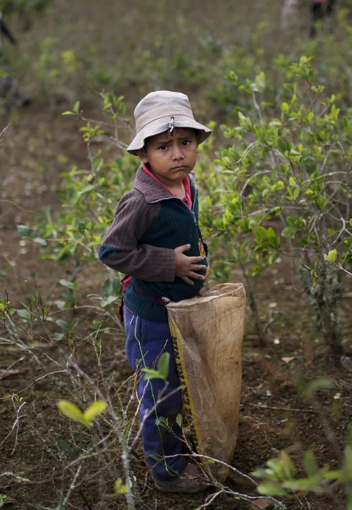 Peru Coca Farmers Photo Gallery