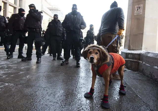 A protester with a dog speaks to police officers as they tighten a perimeter at the Chateau Laurier hotel as they aim to end an ongoing protest against COVID-19 measures that has grown into a broader anti-government demonstration and occupation in Ottawa, Ontario, Friday, February 18, 2022. (Photo by Justin Tang/The Canadian Press via AP Photo)