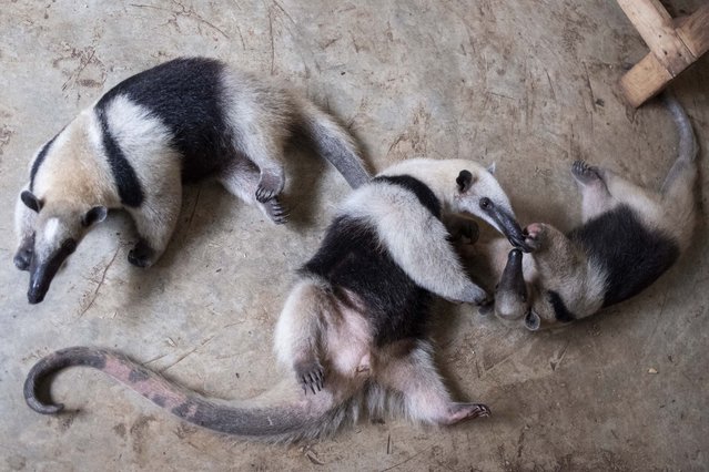 Anteaters play on the grounds of the non-profit wildlife park Selva Teneek where animals are being treated for heat stress amid a continuing heat wave and drought, in Ciudad Valles, Mexico, June 8, 2024. (Photo by Mauricio Palos/AP Photo)